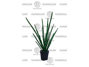 �����(80CM)