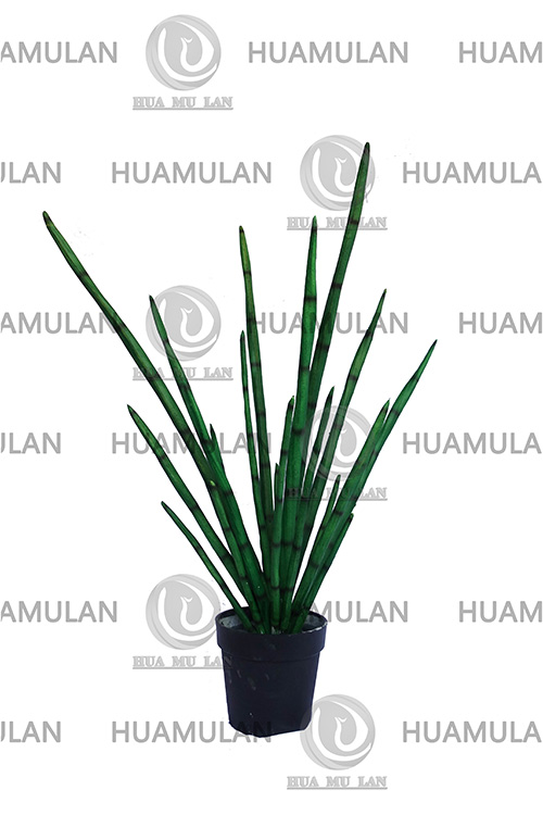 �����(80CM)