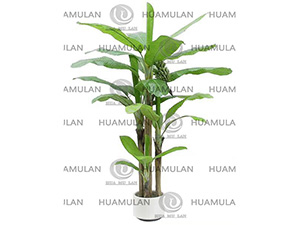 688204-�㽶��3��-(32-250CM)