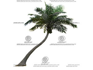 ������Ҭ��