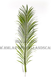 ��ë����Ҷ