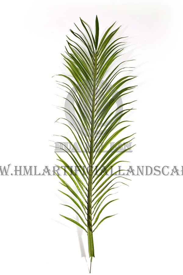 ��ë����Ҷ