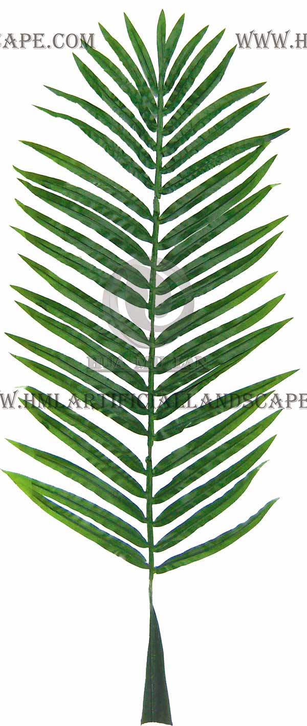 ��ë����Ҷ