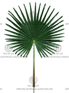 �����ȿ�Ҷ