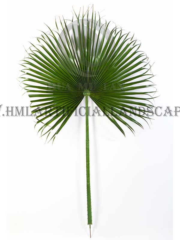 �����ȿ�Ҷ