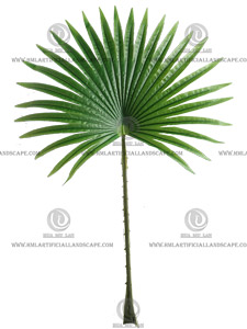 �����ȿ�Ҷ